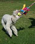 Tug a Long Fleece Toy