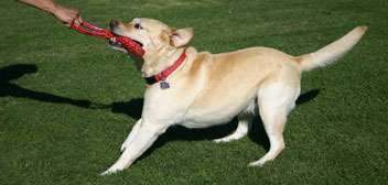 Labrador Tugging on Pocket Tug