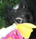 Fleece Toy